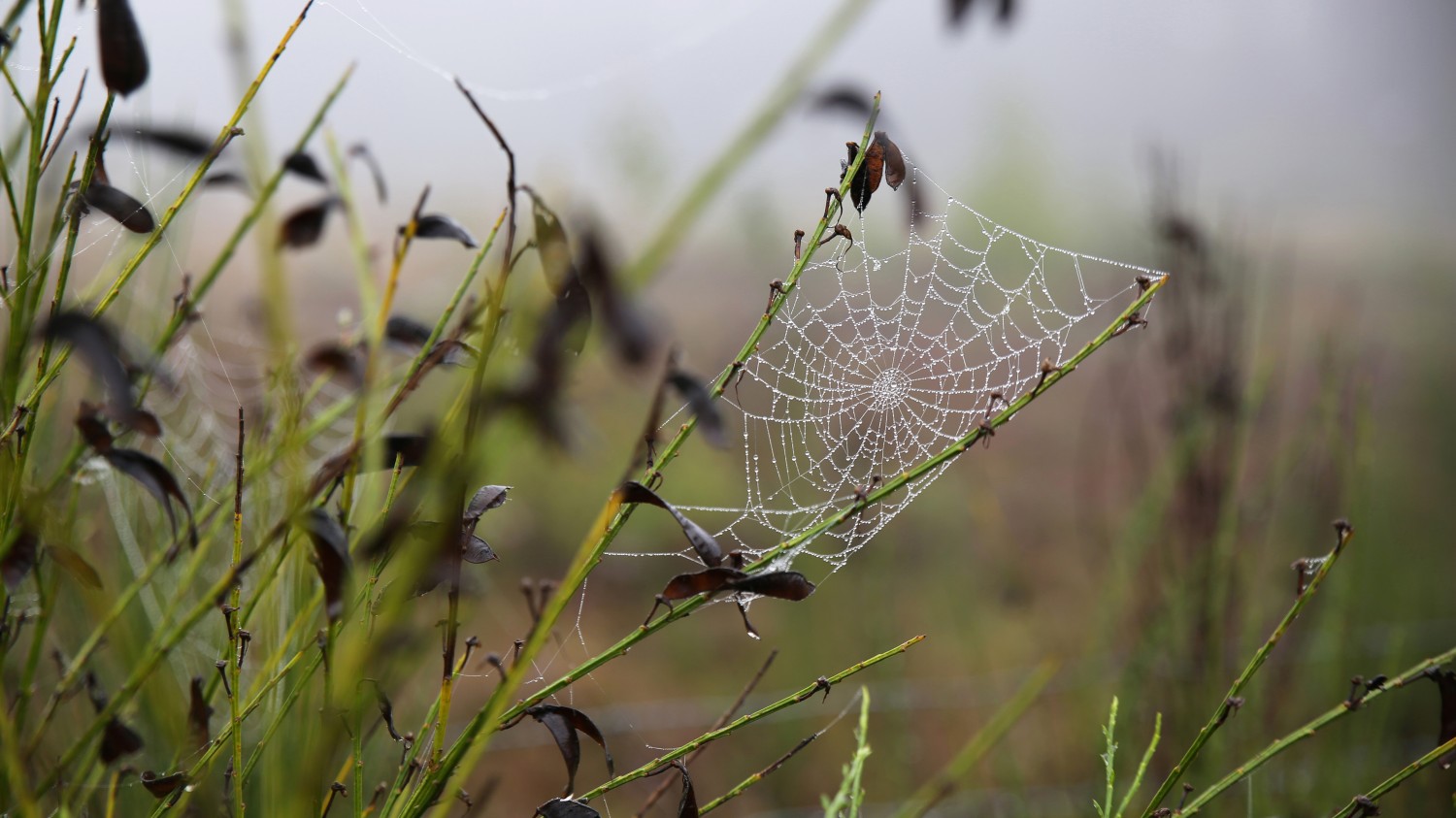 本地搭建网站IP访问统计