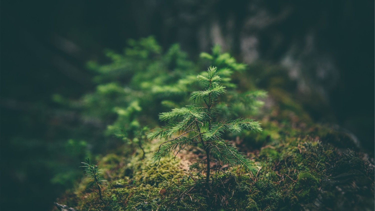 给网页地址生成一个二维码