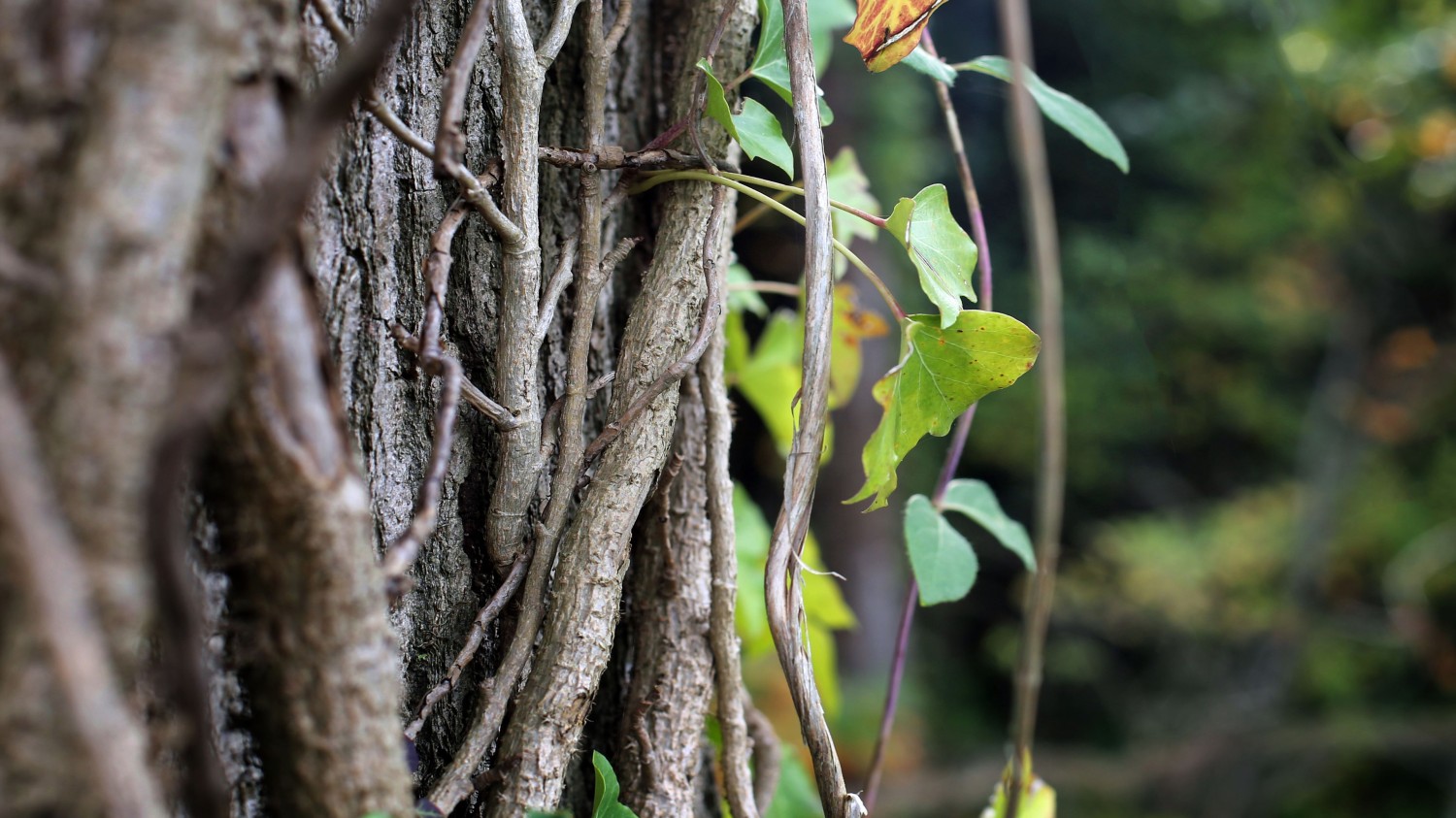 开源简易站点统计2.0