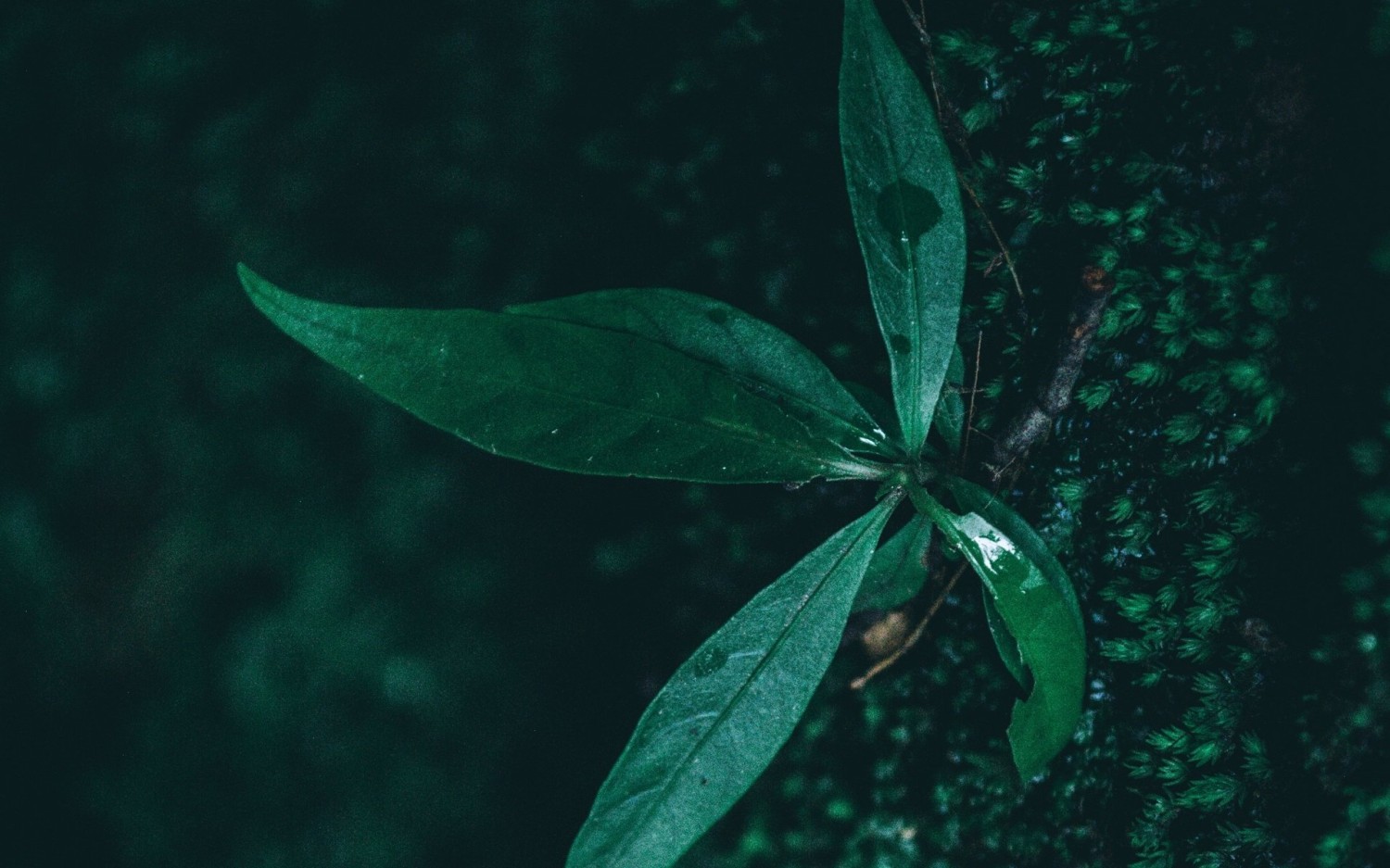 随机小姐姐视频的Api代码