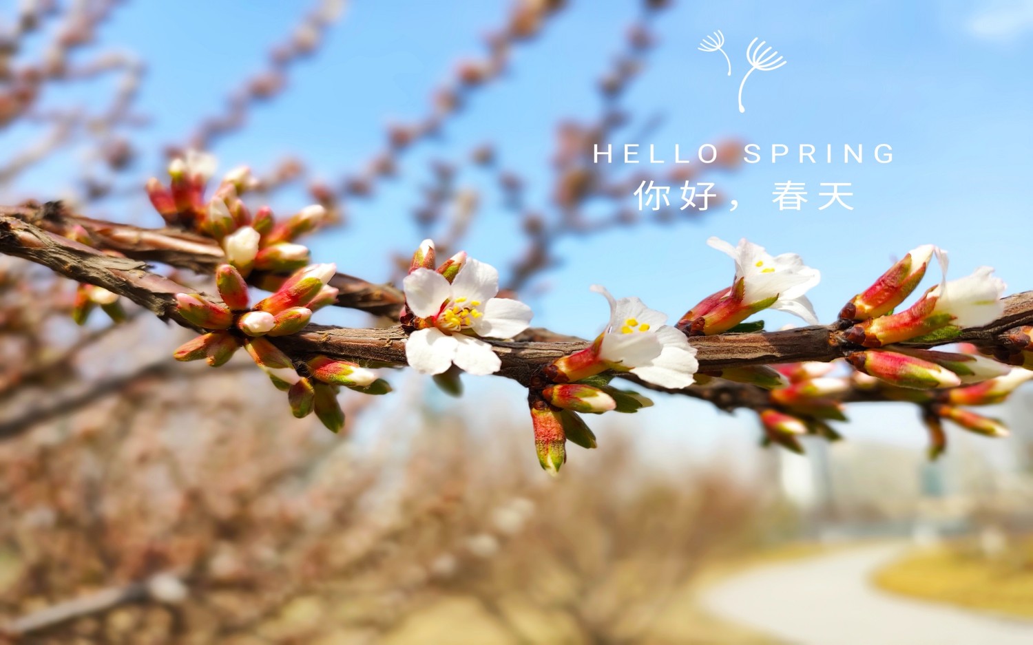CFT的优选IP使用方法